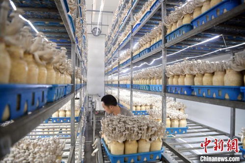 戈壁灘上綻放的“菇”事 甘肅張掖小菌菇成就大產業的綠色奇跡